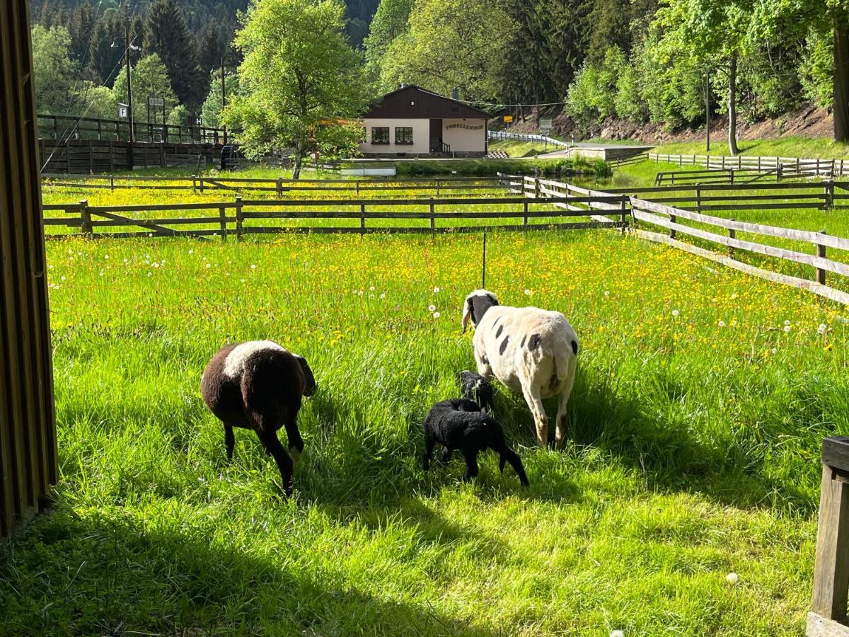Ferienwohnung Schmalzgrube Jöhstadt Eksteriør billede